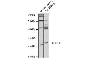 Western blot analysis of extracts of various cell lines, using COX11 antibody (ABIN7266513) at 1:1000 dilution. (COX11 Antikörper  (AA 140-240))