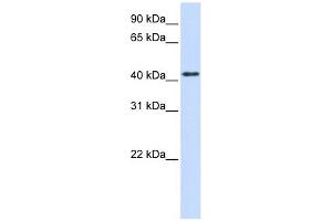 PTPRR antibody used at 1 ug/ml to detect target protein.
