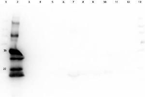 Western Blot of Goat anti-Guinea Pig IgG HRP Antibody. (Ziege anti-Meerschweinchen IgG (Heavy & Light Chain) Antikörper (HRP) - Preadsorbed)