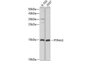 Western blot analysis of extracts of various cell lines using PTP4A3 Polyclonal Antibody at dilution of 1:1000. (PTP4A3 Antikörper)