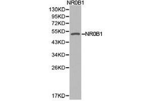 Western Blotting (WB) image for anti-Nuclear Receptor Subfamily 0, Group B, Member 1 (NR0B1) antibody (ABIN1873945)