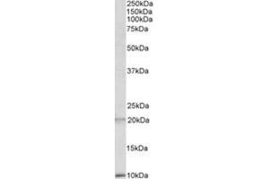 AP23709PU-N DEFA1/3 antibody staining of Human Spleen lysate at 2 µg/ml (35µg protein in RIPA buffer). (alpha Defensin 1 Antikörper  (Internal Region))