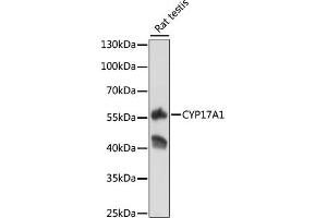 Western blot analysis of extracts of rat testis, using CYP17 antibody (373) at 1:500 dilution. (CYP17A1 Antikörper  (AA 209-508))