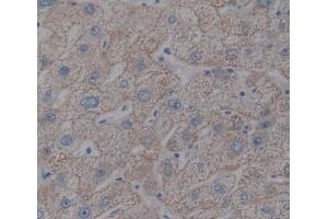 IHC-P analysis of liver tissue, with DAB staining. (HFE2 Antikörper  (AA 36-200))