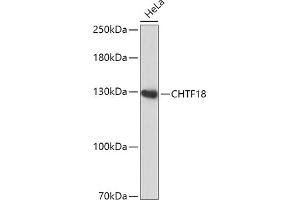Western blot analysis of extracts of HeLa cells, using CHTF18 antibody (ABIN7266535) at 1:1000 dilution. (CTF18 Antikörper  (AA 794-975))