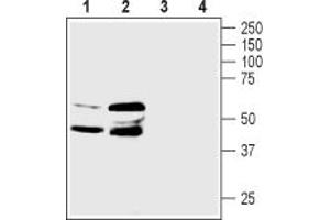 Western blot analysis of rat kidney (lanes 1 and 3) and pancreas (lanes 2 and 4) membranes:1,2.