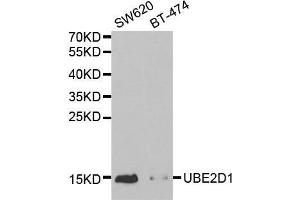 Western blot analysis of extracts of various cell lines, using UBE2D1 antibody. (UBE2D1 Antikörper  (AA 1-147))