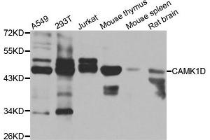 Western blot analysis of extracts of various cell lines, using CAMK1D antibody. (CAMK1D Antikörper)