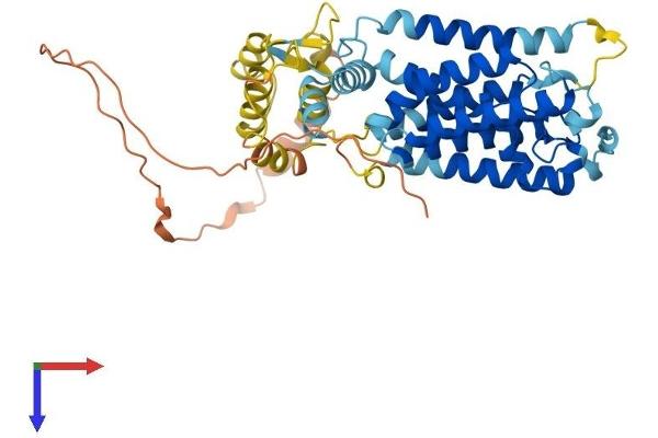RHBDL1 Protein (AA 1-438) (His tag)