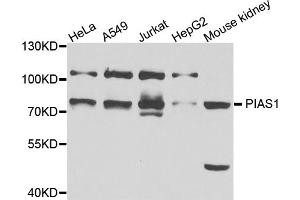Western blot analysis of extracts of various cell lines, using PIAS1 antibody (ABIN5995668) at 1/1000 dilution. (PIAS1 Antikörper)