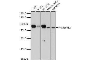 Western blot analysis of extracts of various cell lines, using FB2 antibody (ABIN7267111) at 1:1000 dilution. (FAM160B2 Antikörper)