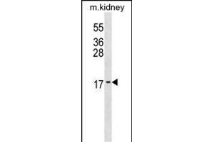 ID3 Antibody (N-term) (ABIN1539642 and ABIN2848788) western blot analysis in mouse kidney tissue lysates (35 μg/lane). (ID3 Antikörper  (N-Term))