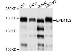 Western blot analysis of extracts of various cell lines, using EPB41L2 antibody (ABIN5996316) at 1/1000 dilution. (EPB41L2 Antikörper)