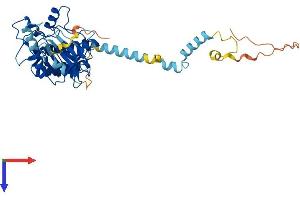 PHKG2 Protein (AA 1-406) (His tag)