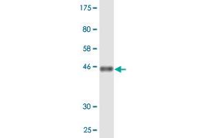 Western Blot detection against Immunogen (46. (PMVK Antikörper  (AA 1-192))