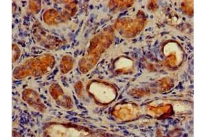 Immunohistochemistry of paraffin-embedded human kidney tissue using ABIN7159786 at dilution of 1:100 (LC3C Antikörper  (AA 1-30))