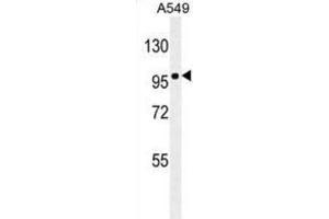 Western Blotting (WB) image for anti-Zinc Finger E-Box Binding Homeobox 1 (ZEB1) antibody (ABIN2906392) (ZEB1 Antikörper)