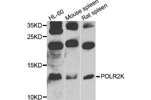 Western blot analysis of extracts of various cells, using POLR2K antibody.