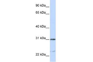WB Suggested Anti-NUSAP1 Antibody Titration:  0. (NUSAP1 Antikörper  (C-Term))