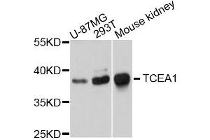 Western blot analysis of extracts of various cells, using TCEA1 antibody. (TCEA1 Antikörper)