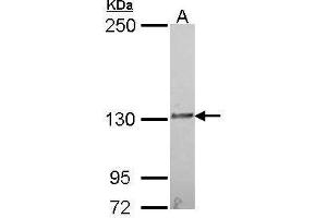 WB Image Sample (30 ug of whole cell lysate) A: A549 5% SDS PAGE IL16 antibody antibody diluted at 1:1000