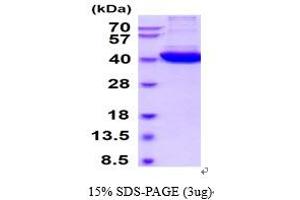 SDS-PAGE (SDS) image for Glutamate-Ammonia Ligase (GLUL) (AA 1-373) protein (ABIN6387855)