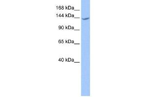 WB Suggested Anti-CACHD1 Antibody Titration:  0. (CACHD1 Antikörper  (N-Term))