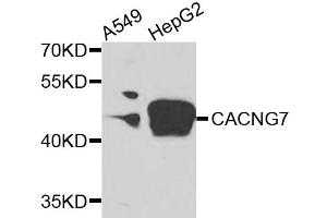 Western blot analysis of extracts of various cells, using CACNG7 antibody. (CACNG7 Antikörper)