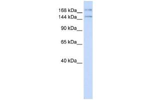 IFT140 antibody used at 1 ug/ml to detect target protein. (IFT140 Antikörper)