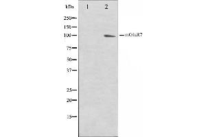 Western blot analysis on HuvEc cell lysate using mGluR7 Antibody,The lane on the left is treated with the antigen-specific peptide.