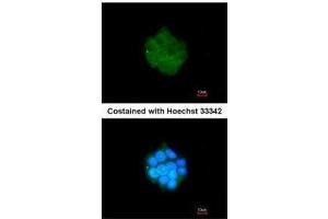 ICC/IF Image Immunofluorescence analysis of methanol-fixed HepG2, using PDK3, antibody at 1:200 dilution. (PDK3 Antikörper  (Center))