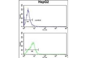 CYP4F3 Antibody (N-term) (ABIN652588 and ABIN2842394) flow cytometry analysis of HepG2 cells (bottom histogram) compared to a negative control cell (top histogram).