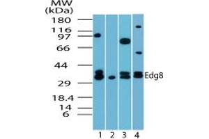 Image no. 3 for anti-Sphingosine-1-Phosphate Receptor 5 (S1PR5) (AA 1-50) antibody (ABIN207763) (S1PR5 Antikörper  (AA 1-50))