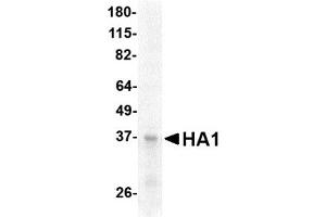 Western Blotting (WB) image for Hemagglutinin (HA) (AA 17-338) protein (His tag,Strep II tag) (ABIN2468516)
