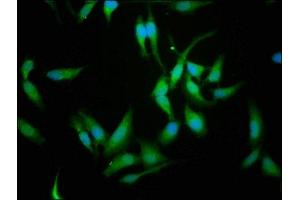 Immunofluorescence staining of Hela cells with ABIN7146628 at 1:114, counter-stained with DAPI. (CREM Antikörper  (AA 145-321))