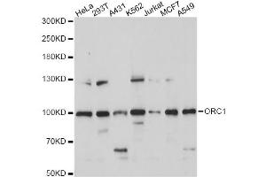 Western blot analysis of extracts of various cell lines, using ORC1 antibody (ABIN6293903) at 1:1000 dilution. (ORC1 Antikörper)