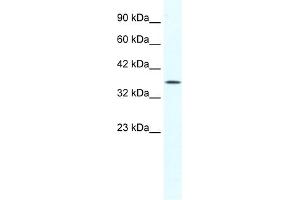WB Suggested Anti-YBX2 Antibody Titration:  1.