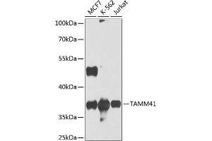 Western blot analysis of extracts of various cell lines, using T antibody (ABIN6132358, ABIN6148841, ABIN6148842 and ABIN6224415) at 1:1000 dilution. (TAM41 Antikörper  (AA 25-316))