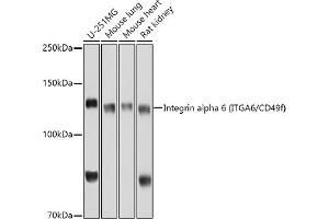 Western blot analysis of extracts of various cell lines, using Integrin alpha 6 (ITG/CD49f) antibody (ABIN6129395, ABIN6142566, ABIN6142567 and ABIN6220169) at 1:1000 dilution. (ITGA6 Antikörper  (AA 870-1010))