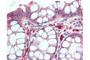 Anti-GPNMB antibody IHC staining of human colon. (Osteoactivin Antikörper  (AA 50-99))