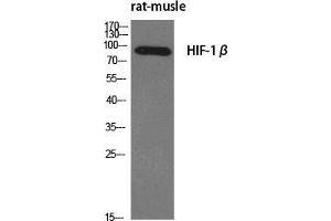 Western Blot (WB) analysis of specific cells using HIF-1beta Polyclonal Antibody. (ARNT Antikörper  (N-Term))