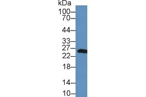 Western blot analysis of Mouse Kidney lysate, using Human PRDX3 Antibody (2 µg/ml) and HRP-conjugated Goat Anti-Rabbit antibody (
