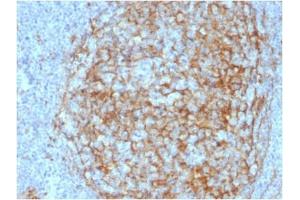 ABIN6383875 to CD14 was successfully used to stain membranes of macrophages in human lymph node and tonsil sections. (CD14 Antikörper  (Extracellular Domain))