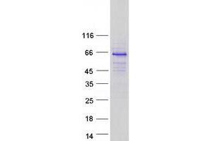Western Blotting (WB) image for Autoimmune Regulator (AIRE) protein (Myc-DYKDDDDK Tag) (ABIN2714490)