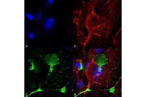 Immunocytochemistry/Immunofluorescence analysis using Mouse Anti-LRP4 (Extracellular) Monoclonal Antibody, Clone S207-27 (ABIN2483385). (LRP4 Antikörper  (AA 26-350) (APC))