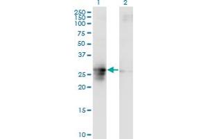 Western Blotting (WB) image for anti-Family with Sequence Similarity 3, Member B (FAM3B) (AA 1-236) antibody (ABIN599570) (FAM3B Antikörper  (AA 1-236))