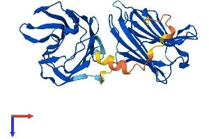 LGALS8 Protein (AA 1-316) (His tag)