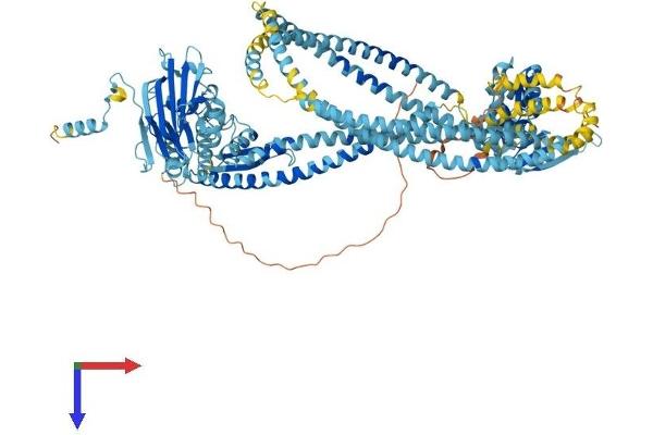 SMC5 Protein (AA 1-1101) (His tag)