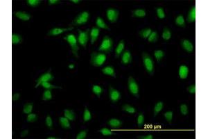 Image no. 2 for anti-SH2 Domain Containing 4A (SH2D4A) (AA 239-338) antibody (ABIN599292) (SH2D4A Antikörper  (AA 239-338))