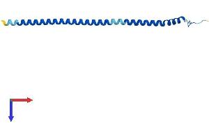 ATP6V1G3i Protein (AA 1-118) (His tag)